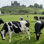 Irish Farmers Protest Plans to Cull Livestock