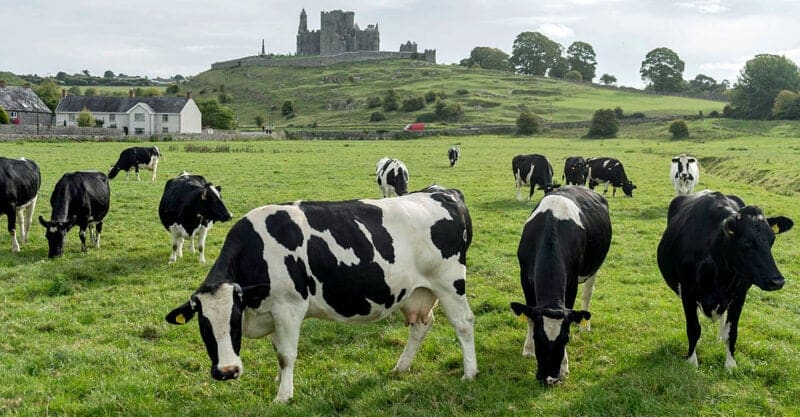 Irish Farmers Protest Plans to Cull Livestock